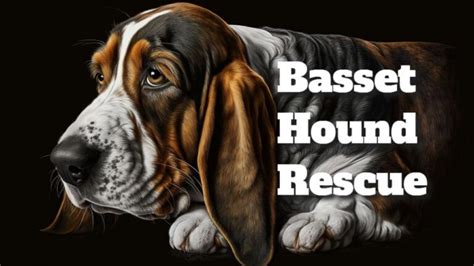 Basset Hound Rescue: Giving a Second Chance to our Four-legged Friends ...