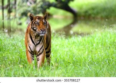 India Tiger Standing Indian Forest Stock Photo 355708127 | Shutterstock