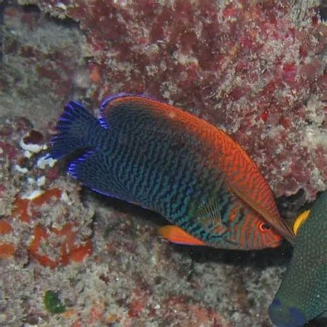 Fish That Can Change Their Sex Surprising Facts Pond Informer