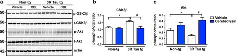 Western Blot Analysis Of Effects Of Cbl On Levels Of Aktgsk3β In The