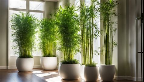 phyllostachys bambusoides giant bamboo care growth guide pixel bamboo