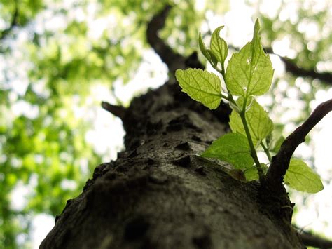 Baum Zweige Bl Tter X Qhd Hintergrundbilder Hd Bild