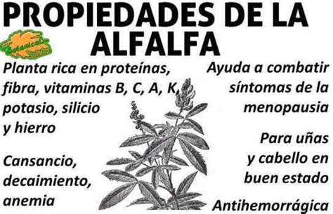 Propiedades De La Alfalfa Botanical Online