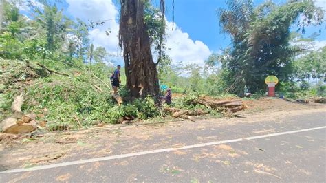 Rumit Penebangan Pohon Besar Dengan 2 Operator Chainsaw Stihl Ms