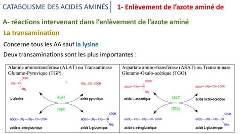 Le M Tabolisme Des Acides Amin S Partie Youtube