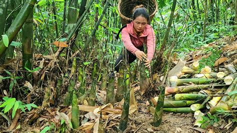 Harvesting Bamboo Shoots And Bringing Them To The Market To Sell Life In The Country Village