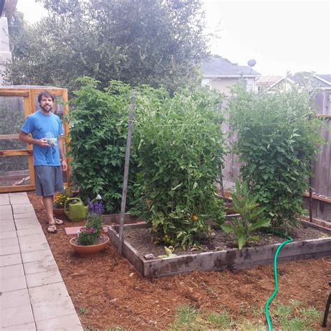Tomato Plant Supports Homemade - Homemade Ftempo