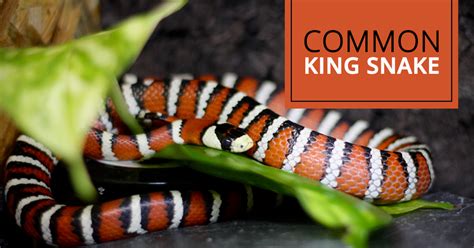 A Guide On Pet Snake Caring King Snake The Barnyard Supply Co