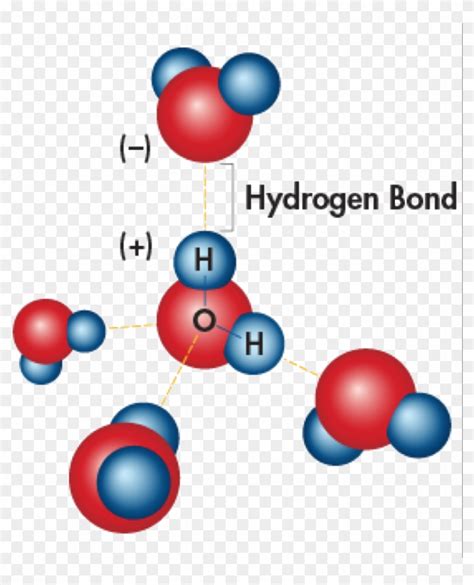 Water Molecules Covalent And Hydrogen Bonds