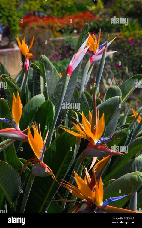 Portugal Madeira Monte Botanical Garden Bird Of Paradise Flower