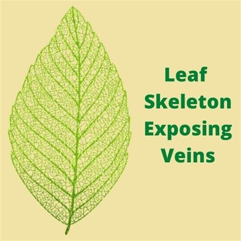 Exploring Veins Patterns in Leaves - Kids Painting Activity