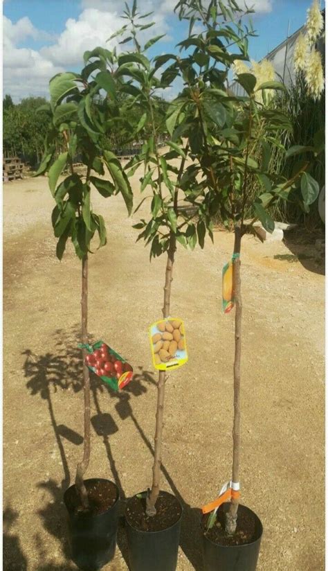 SUSINO Albero Da Frutta VASO 20 170 Cm 3 Anni Foto Reali Vivaio Annese