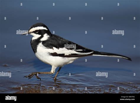 African Pied Wagtail