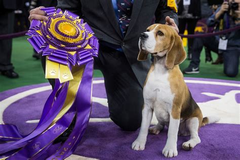 How Much Money Westminster Dog Show Winners Earn | Reader's Digest