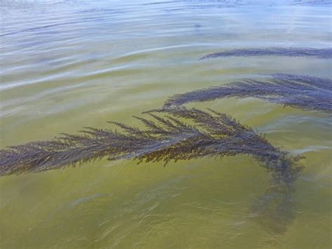 wild wier wild outdoor sealife