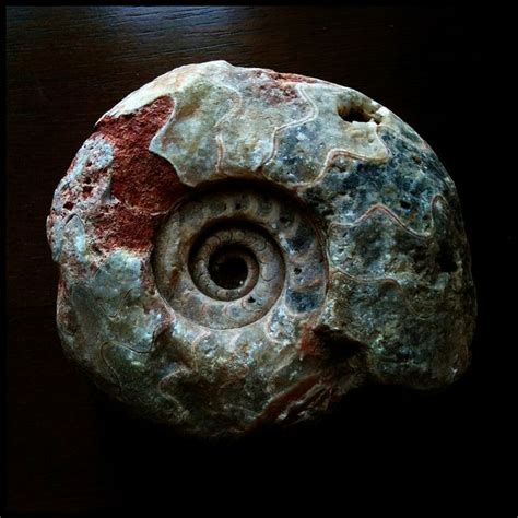 new ammonite fossil | Ammonite, Fossils, Fossil