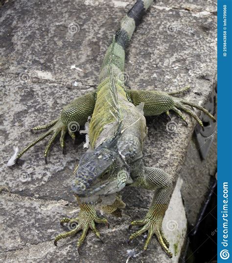 Iguana The Iguana Park Of Guayaquil Ecuador Stock Photo Image Of