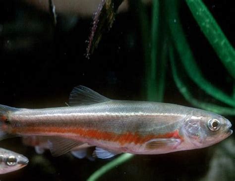 EASTERN BLACKNOSE DACE LIFE EXPECTANCY