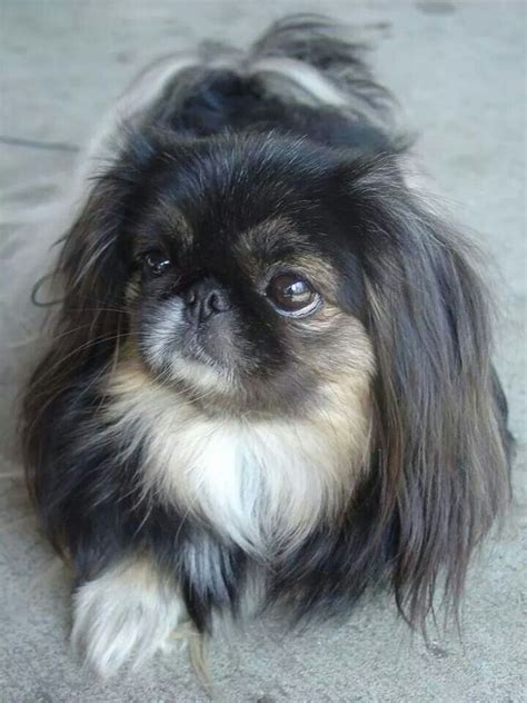 Black Pekingese Pekingese Dogs Pekingese Dogs