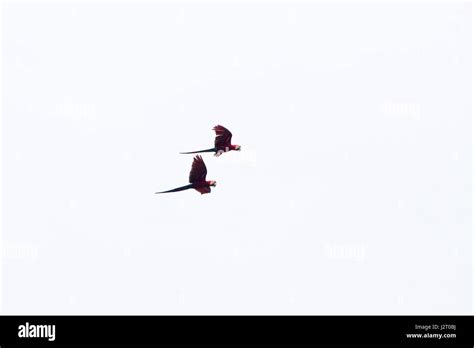 Macaw flying over Rio Negro in the Amazon River basin, Brazil, South ...