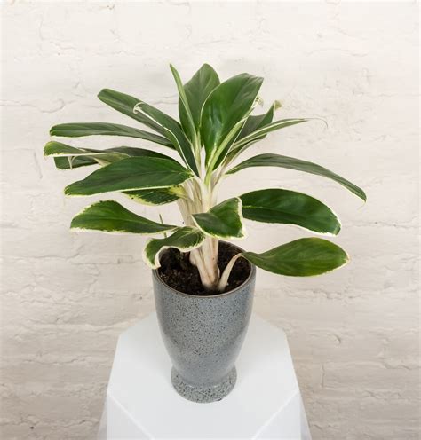 Igneous Ivory Frost Chinese Evergreen Aglaonema X Proven Winners