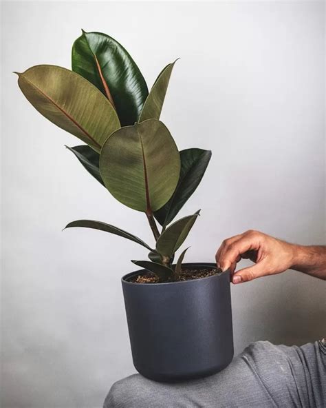 Indoor Plants For Air Conditioned Rooms Top Picks Care Tips