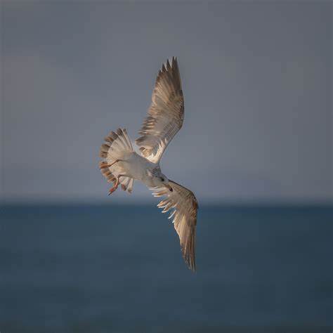 Against The Wind Photo Bob Rottenberg Butterfly Beach Channel City