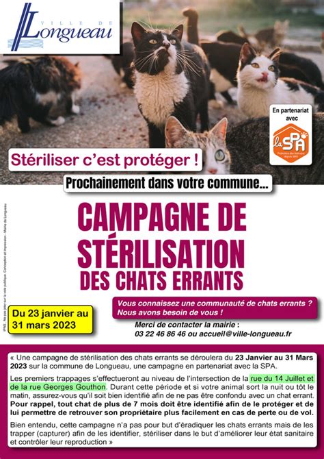 Campagne De St Rilisation Des Chats Errants Ville De Longueau