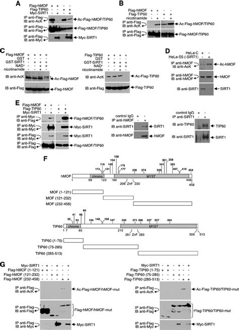 Sirt Binds To And Deacetylates The Enzymatic Domains Of Hmof And