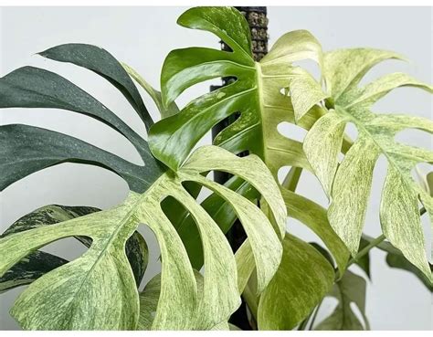 [NEW] - Monstera Deliciosa Mint Variegated Tissue Culture For Sale