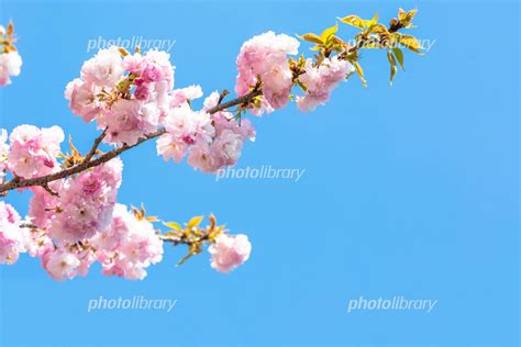 八重桜と青空 写真素材 4335286 フォトライブラリー Photolibrary