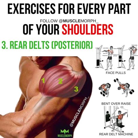 An Exercise Poster Showing How To Do Shoulder Exercises For Every Part