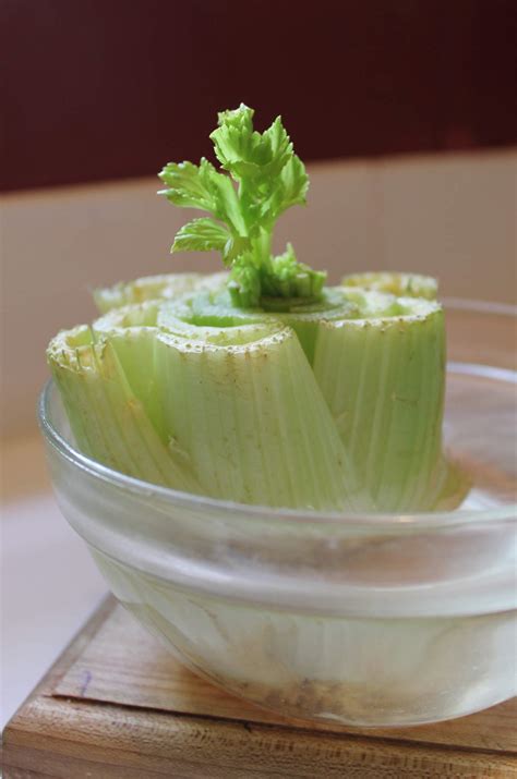 How to Grow Food From Scraps