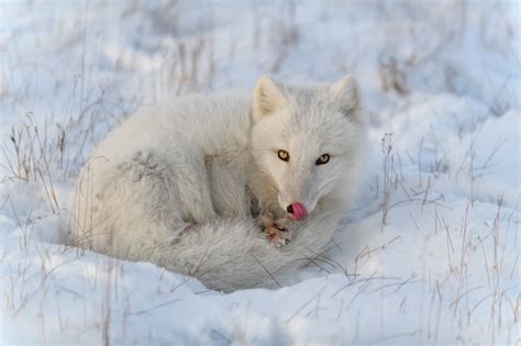 Premium Photo Wild Arctic Fox Vulpes Lagopus In Tundra In Winter