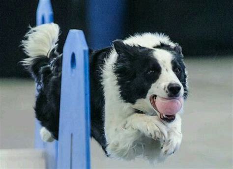 Flyball: A Fun and Active Sport for Canines (Easy Guide)