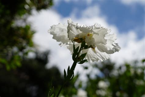 Inside the hospital gardens that give respite to the weary