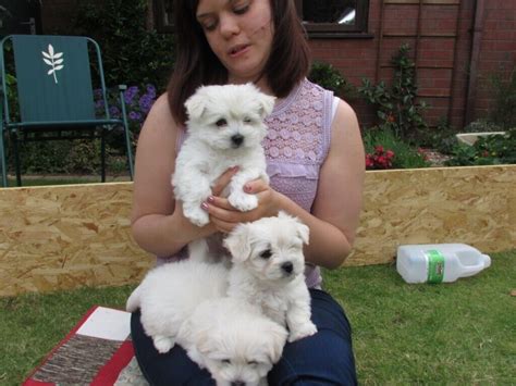 Maltese x Westie puppies (Highland Malties) | in Hornsea, East Yorkshire | Gumtree