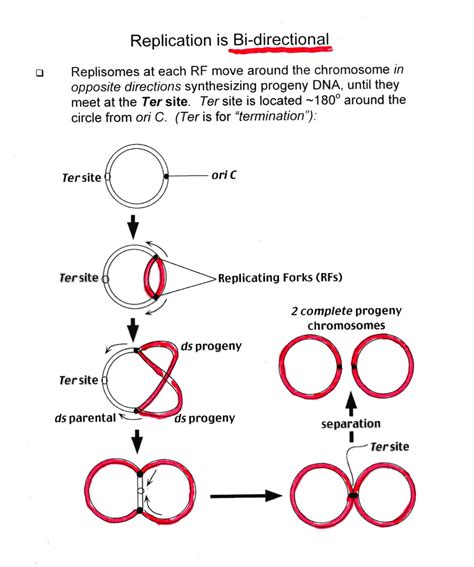 Mbio Lecture On Dna Replication Mbio Studocu