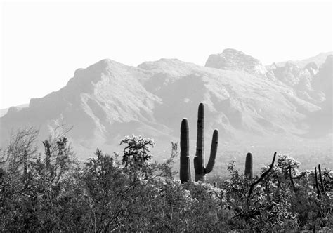 Cottonwood Tucson Blog: Cottonwood Tucson Honors Employees ~ The 2013 ...