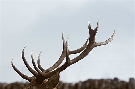 Are Deer Antlers Good For Dogs