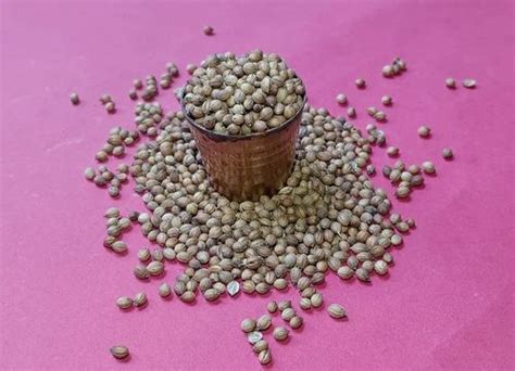 Grade Badami Brown Dried Coriander Seed Form Seeds At Rs 85 Kg In Kanpur