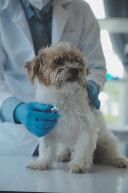 Veterinário Examinando Cachorro E Gato Cachorrinho E Gatinho No Médico