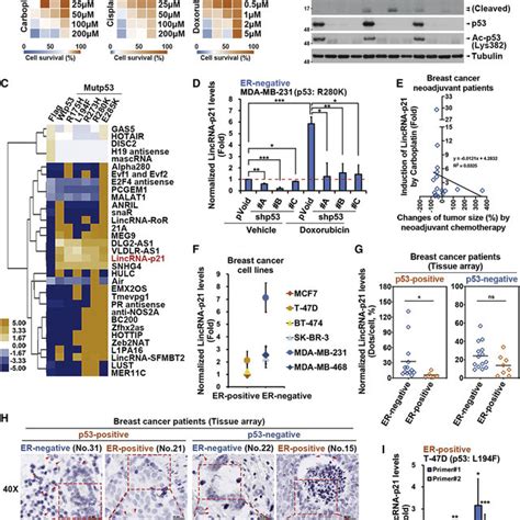 Era Cooperates With Mutp53 To Upregulate Ddb2 Gene Transcription And