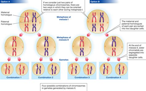 Homologous Chromosomes Diagram