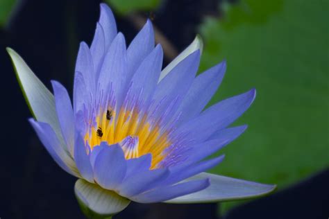 Nymphaea Stellata Water Lilly Blue - Free photo on Pixabay