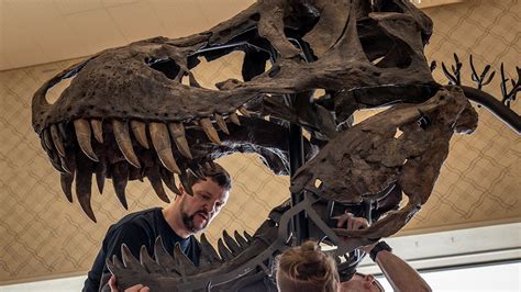 This Rare T Rex Skeleton Could Fetch Million At Auction Next Month