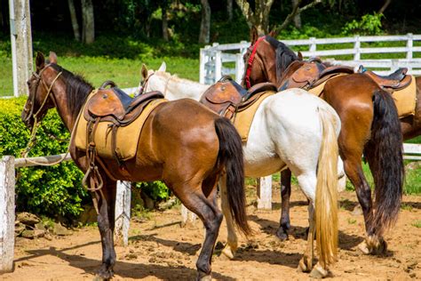 Passeio De Charrete Village Montana Hotel Fazenda Socorro Sp