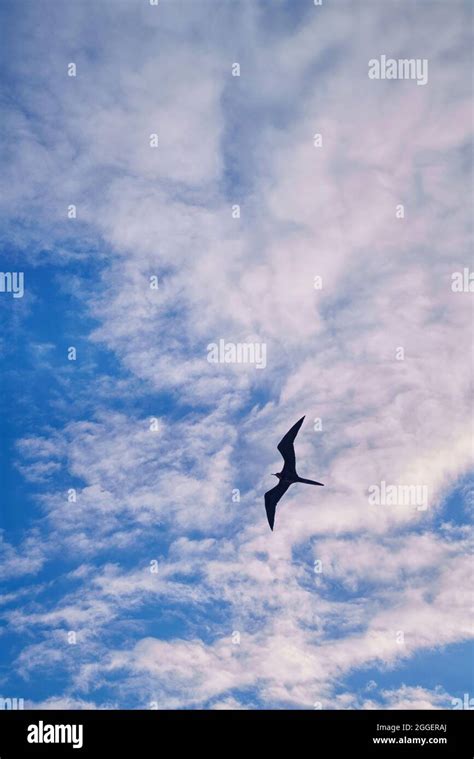 Single Magnificent Frigate Bird Fregata Magnificens Soaring In A Blue