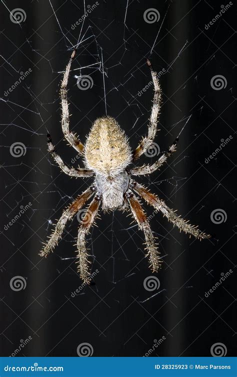 363 Barn Spider Web Photos - Free & Royalty-Free Stock Photos from Dreamstime