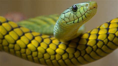 Sonhar Cobra Amarela Descubra O Que Significa O Sonho Cobra